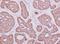 Glycogen Phosphorylase, Muscle Associated antibody, NBP2-16689, Novus Biologicals, Immunohistochemistry frozen image 