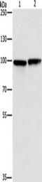 MutS Homolog 5 antibody, TA349404, Origene, Western Blot image 