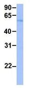 Reticulophagy Regulator 1 antibody, GTX46622, GeneTex, Western Blot image 