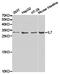 Interleukin 7 antibody, TA327124, Origene, Western Blot image 