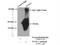 Troponin C1, Slow Skeletal And Cardiac Type antibody, 13504-1-AP, Proteintech Group, Immunoprecipitation image 