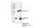 TNF Receptor Superfamily Member 12A antibody, 27072S, Cell Signaling Technology, Immunoprecipitation image 