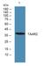 Trace Amine Associated Receptor 2 (Gene/Pseudogene) antibody, A13965, Boster Biological Technology, Western Blot image 