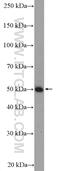 TNF Receptor Superfamily Member 1A antibody, 21574-1-AP, Proteintech Group, Western Blot image 