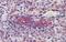 Septin 11 antibody, NBP1-58144, Novus Biologicals, Immunohistochemistry paraffin image 
