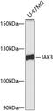 Janus Kinase 3 antibody, 13-272, ProSci, Western Blot image 