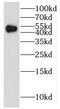 Interferon regulatory factor 5 antibody, FNab04391, FineTest, Western Blot image 