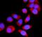 ATPase Na+/K+ Transporting Subunit Beta 1 antibody, A03469-1, Boster Biological Technology, Immunofluorescence image 