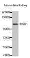 USO1 Vesicle Transport Factor antibody, A05911, Boster Biological Technology, Western Blot image 