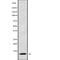 Apolipoprotein C1 antibody, abx148245, Abbexa, Western Blot image 