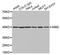 Interferon-inducible protein AIM2 antibody, LS-C332511, Lifespan Biosciences, Western Blot image 