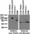 Trafficking Kinesin Protein 2 antibody, 73-375, Antibodies Incorporated, Western Blot image 