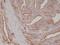 Folate Hydrolase 1 antibody, NBP2-77411, Novus Biologicals, Immunohistochemistry frozen image 