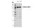 Lon Peptidase 1, Mitochondrial antibody, 56266S, Cell Signaling Technology, Western Blot image 