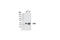 Serine/Threonine Kinase 11 antibody, 3050S, Cell Signaling Technology, Western Blot image 