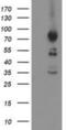 Activating Signal Cointegrator 1 Complex Subunit 2 antibody, NBP2-00675, Novus Biologicals, Western Blot image 