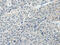 RUNX Family Transcription Factor 3 antibody, CSB-PA157435, Cusabio, Immunohistochemistry paraffin image 