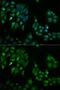 Thioredoxin 2 antibody, GTX33563, GeneTex, Immunocytochemistry image 