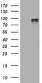 HIF-2-alpha antibody, LS-C789324, Lifespan Biosciences, Western Blot image 