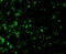 DNA Fragmentation Factor Subunit Alpha antibody, 2425, QED Bioscience, Immunofluorescence image 