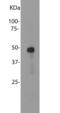 Ring Finger Protein 7 antibody, LS-B10410, Lifespan Biosciences, Western Blot image 