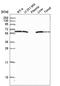 Glucose-6-phosphate isomerase antibody, HPA052171, Atlas Antibodies, Western Blot image 