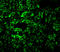 Mitogen-Activated Protein Kinase Kinase Kinase 7 antibody, 3385, ProSci, Immunofluorescence image 