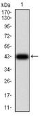 Transcription Factor 4 antibody, NBP2-61896, Novus Biologicals, Western Blot image 