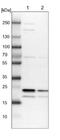 Potassium Voltage-Gated Channel Modifier Subfamily G Member 1 antibody, NBP1-81572, Novus Biologicals, Western Blot image 