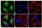 BCL2 Interacting Protein 3 antibody, 710728, Invitrogen Antibodies, Immunofluorescence image 