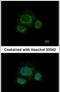 Carbohydrate Sulfotransferase 7 antibody, PA5-31763, Invitrogen Antibodies, Immunofluorescence image 