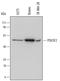 POU Class 3 Homeobox 2 antibody, MAB7427, R&D Systems, Western Blot image 