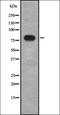 Lanosterol Synthase antibody, orb337232, Biorbyt, Western Blot image 