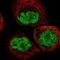 DNA Cross-Link Repair 1A antibody, NBP1-89663, Novus Biologicals, Immunofluorescence image 