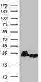 Eukaryotic Translation Initiation Factor 1A Y-Linked antibody, NBP2-46488, Novus Biologicals, Western Blot image 