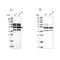 Periphilin 1 antibody, PA5-58584, Invitrogen Antibodies, Western Blot image 
