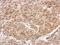 Collapsin Response Mediator Protein 1 antibody, GTX114940, GeneTex, Immunohistochemistry paraffin image 