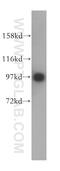 Importin 13 antibody, 11696-2-AP, Proteintech Group, Western Blot image 