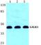 Galactokinase 1 antibody, PA5-75515, Invitrogen Antibodies, Western Blot image 