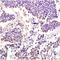 Integrin Subunit Alpha 7 antibody, orb13520, Biorbyt, Immunohistochemistry paraffin image 