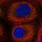 Leucyl-TRNA Synthetase antibody, NBP2-38478, Novus Biologicals, Immunofluorescence image 