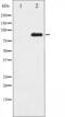 Sp1 Transcription Factor antibody, abx011553, Abbexa, Western Blot image 