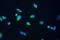 Fumarate Hydratase antibody, A02097, Boster Biological Technology, Immunofluorescence image 