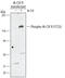 Colony Stimulating Factor 1 Receptor antibody, AF3268, R&D Systems, Western Blot image 