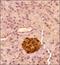 Chromogranin A antibody, NB120-15160, Novus Biologicals, Immunohistochemistry paraffin image 