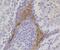 Translocator protein antibody, NBP2-67293, Novus Biologicals, Immunohistochemistry paraffin image 