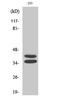 Paired Box 2 antibody, STJ94965, St John