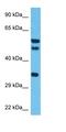 ISY1 Splicing Factor Homolog antibody, orb326238, Biorbyt, Western Blot image 