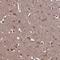 Potassium Voltage-Gated Channel Modifier Subfamily G Member 1 antibody, NBP1-81572, Novus Biologicals, Immunohistochemistry frozen image 