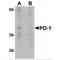 Programmed Cell Death 1 antibody, NBP1-75518, Novus Biologicals, Western Blot image 